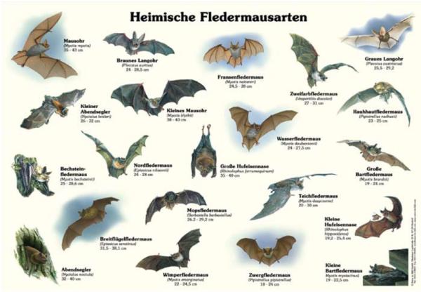 Bild- und Lehrtafel: Heimische Fledermausarten